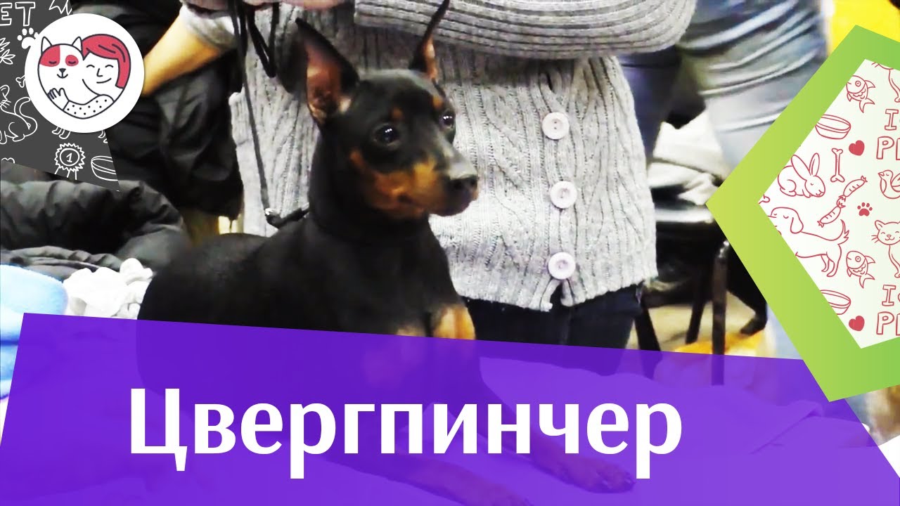 Немецкий Пинчер Фото Цена Немецкий Пинчер Фото Цена