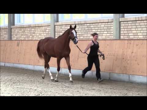 Cooperation - 2 jährige Stute von Duke of Hearts xx