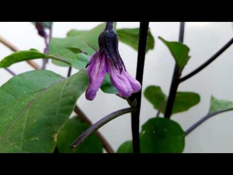 黒いナス科 植物