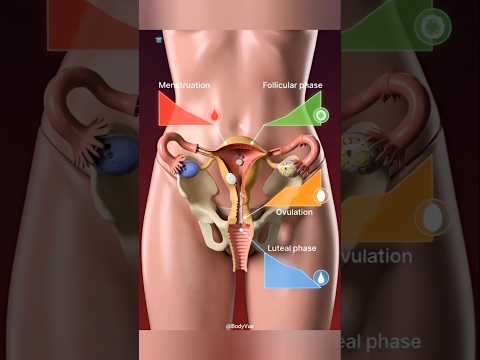 Woman's Period Cycle Explained 3D Animation Video #anatomy #3danimation #fertilization #shortvideo
