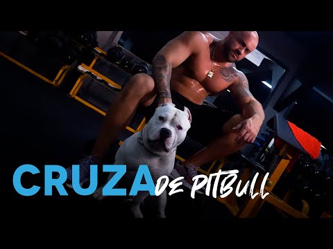 B-Dynamitze - Cruza de Pitbull (Clipe Oficial)