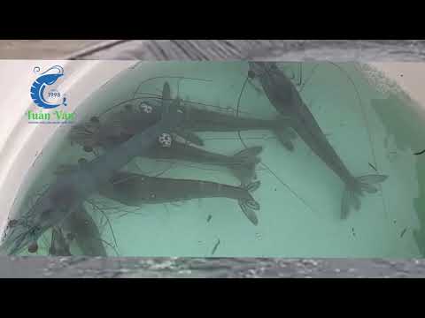 Kiểm tra tình hình tôm nuôi tại khu vực Diễn Châu, Nghệ An