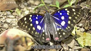 [問卦] 大紫蛺蝶