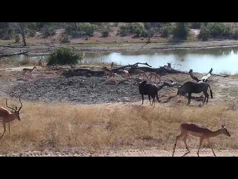Djuma: Impalas, Lapwings, Nyala and Wildebeests - 09:07 - 08/24/20