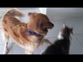 Perro golden retriever y gato main coop jugando