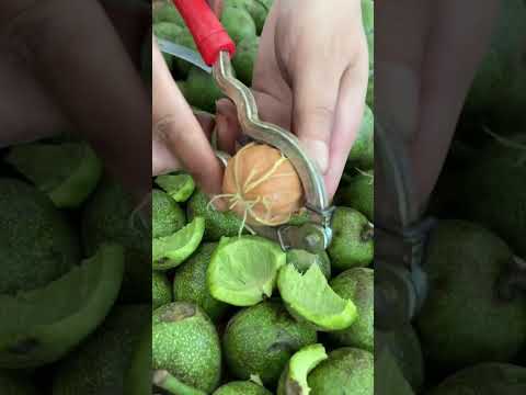 green walnut #walnut harvesting