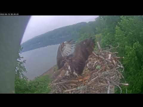 With the sleeping babes 20220613 064339 20220613 064655