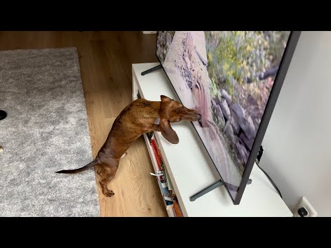 Mini dachshund reacts to different animals!
