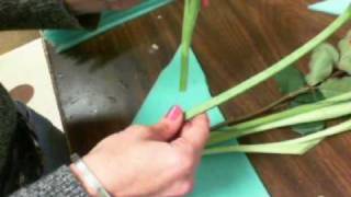 Product_Demo_Blue_Ivey.wmv