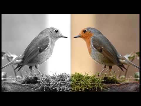 Módulo 2 PPro Ejercicio Lección 1 Intro a Adobe Premiere