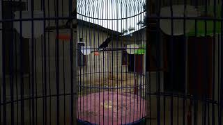 Download lagu konin bren ciblek, cililin mp3