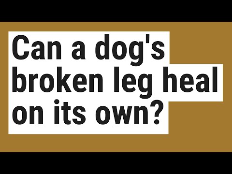 YouTube video about: How to help dog with broken leg poop?