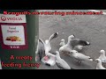 Seagulls Rapidly Devouring Mincemeat A Meaty Feeding Frenzy