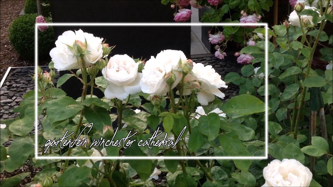 Rose Winchester Cathedral | David Austin | Rosenvideo | gartenfein [HD]