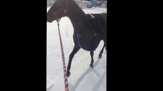 Theophilus London - Flying Overseas.... horse trotting in the snow