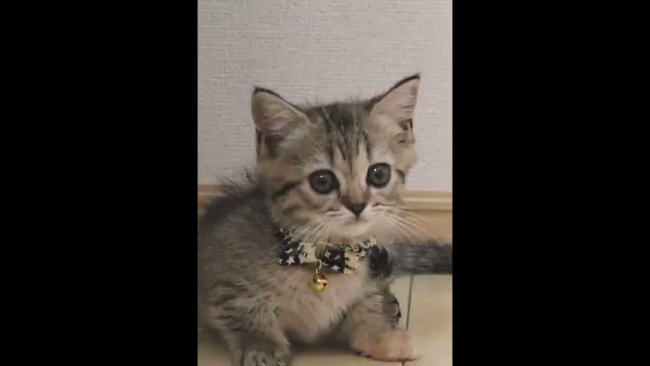 生後３ヶ月から１歳半でたくましくなりすぎた猫＃Shorts