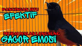 Download lagu pancingan murai batu AGAR BUNYI jitu untuk JADIKAN murai batu GACOR EMOSI❗ mp3 Download lagu pancingan murai batu AGAR BUNYI jitu untuk JADIKAN murai batu GACOR EMOSI❗ mp3