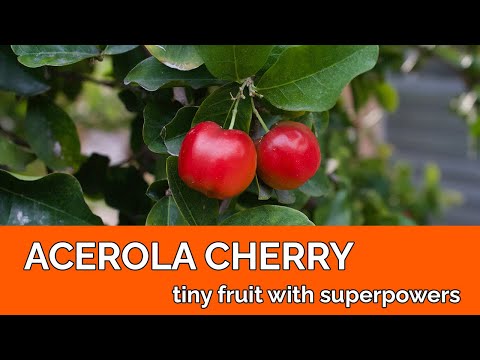 Acerola Cherry tiny fruit with superpowers