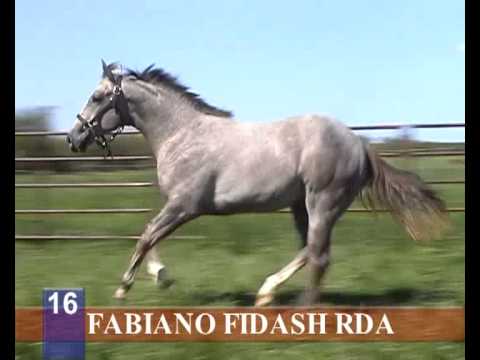 2012 - HARAS RINCON DEL AGUARA - LOS MONTEROS - LOTE 16 FABIANO FIDASH RDA