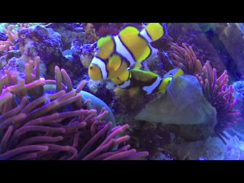jmadden184's Reef: Clownfish Spawning