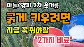 양파마늘의 알을 굵게하고 맛과향을 좋게하려면 2차웃거름추비로 지금줘야할 2가지비료