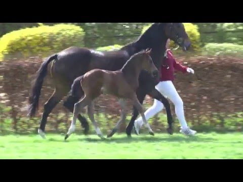 Holsteiner Fohlenauktion im Juni - Nr. 18 v. Kannan - Quinar