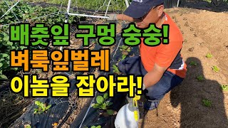 배추잎 구멍 숭숭! 벼룩잎벌레 퇴치를 위한 방제작업 / 배추잎 무우잎 갉아 먹는 벼룩벌레 해충제 살포