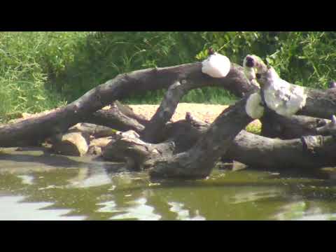Djuma: Water Monitor Lizard juvenile on the move - 08:36 - 01/15/19