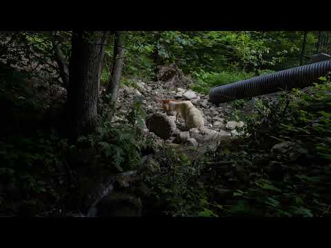 Përroi i Asgjësë - Eranda Bokshi - Neo_School Vol. 2