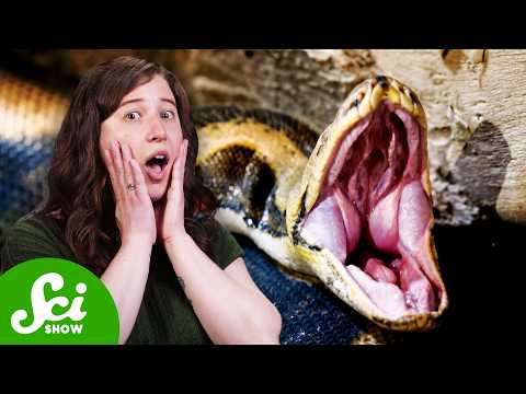 如何才能從被吃掉的危機中倖存下來?! (How To Survive Being Eaten)
