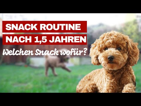 Snack Routine für Zwergpudel nach 1,5 Jahren - Was nutzen wir wofür - Welche Hersteller sind gut?