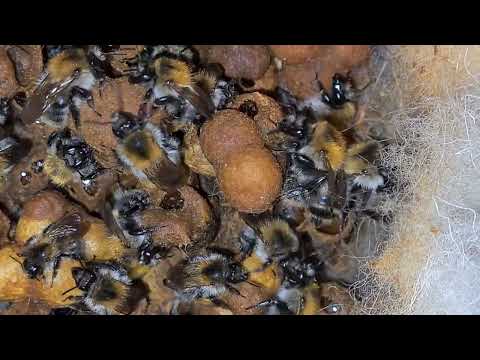Čmeláci rolní (Bombus pascuorum) - pohled do hnízda - O. Hercog (21/9/2022, Praha)