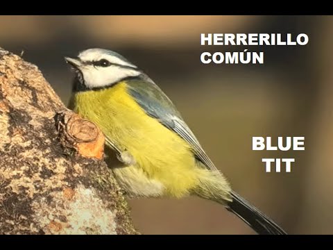 HERRERILLO COMÚN | BLUE TIT | Parus caeruleus