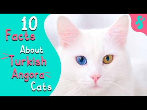 Most Amazing Top 10 Facts about TURKISH ANGORA Cats | Furry Feline Facts