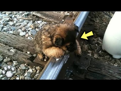 Without Noticing the Train, the Puppy Ran to His Mom  And Then the Worst Happened!