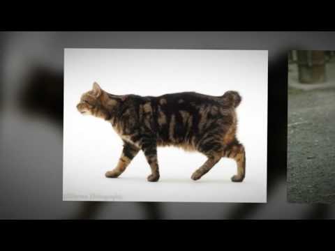Manx cat - how much should my manx cat weigh