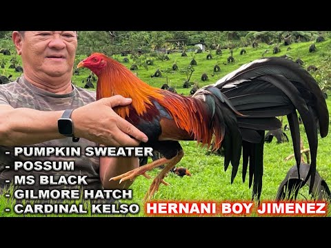 Pumpkin Sweater Possum Gilmore Hatch Kelso - Bj Lunao Farm