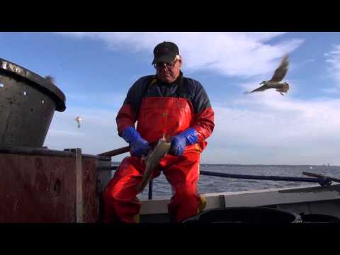 Stellnetzfischer in Niendorf