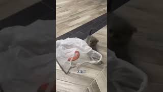 Download lagu TINGKAH LUCU ANAK KUCING | VIDEO KUCING LUCU mp3 Download lagu TINGKAH LUCU ANAK KUCING | VIDEO KUCING LUCU mp3