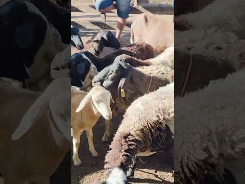 feira de carneiros em Canafistula de Frei Damião ás segunda feira. Alagoas