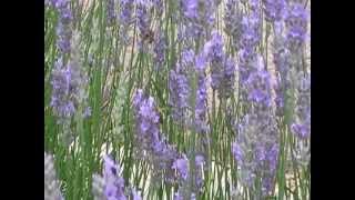 preview picture of video 'Bees & lavender 28Jun12'
