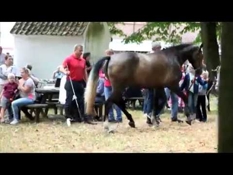 Opdorp Jaarmarkt 2017