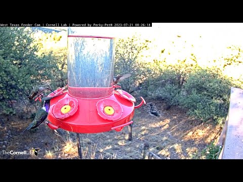 Male Lucifer Hummingbird Sparkles And Shines In West Texas – July 21, 2023