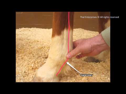 Take A Horse’s Digital Pulse