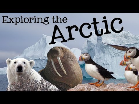 Exploring the Arctic for Kids: Arctic Animals and Climates for Children - FreeSchool Video