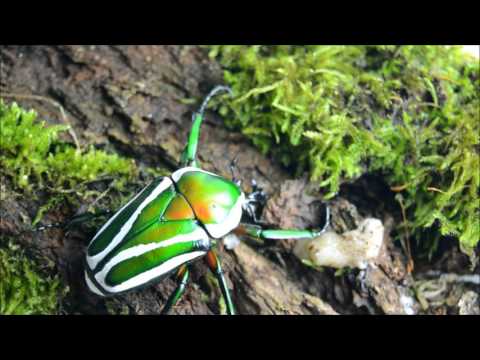 Zlatohlávik smaragdový (Dicronorrhina derbyana) — terárium, kŕmenie a správanie