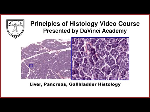 Liver, Pancreas, Gallbladder Histology [GI Histology 4 of 4]