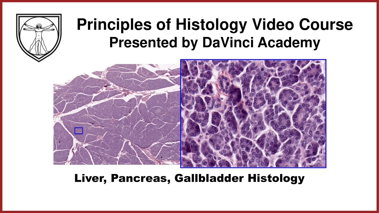 Liver, Pancreas, Gallbladder Histology [GI Histology 4 of 4]