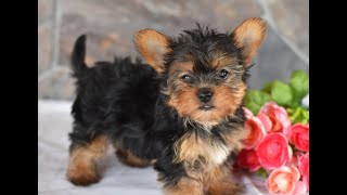 Video preview image #1 Yorkshire Terrier Puppy For Sale in MILL HALL, PA, USA