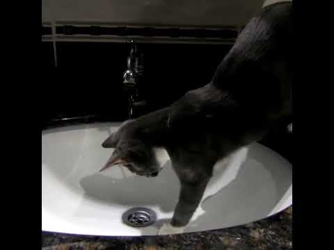 Do Cats Like Running Water